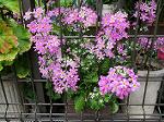 IMG_0124