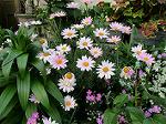 IMG_0133
