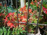 IMG_0150