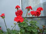 IMG_0172