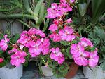IMG_0173