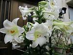 IMG_0200