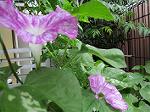 IMG_0216