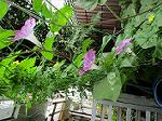 IMG_0218