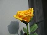 IMG_0220