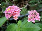 IMG_0263