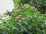IMG_0270