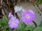 IMG_0311