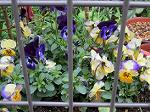 IMG_0317