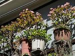 IMG_0335
