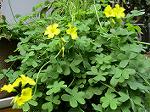 IMG_0337