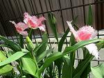 IMG_0356