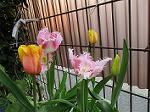 IMG_0368