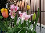 IMG_0369