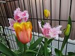 IMG_0370