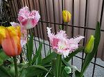 IMG_0371