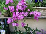 IMG_0375