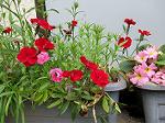 IMG_0380