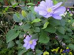 IMG_0386