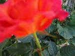 IMG_0410