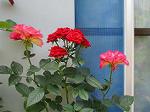 IMG_0417