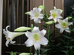 IMG_0440