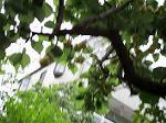 IMG_0442