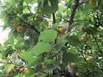 IMG_0443
