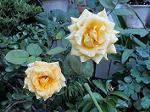 IMG_0447