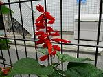 IMG_0450