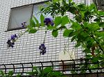 IMG_0495
