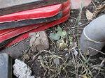 IMG_0515